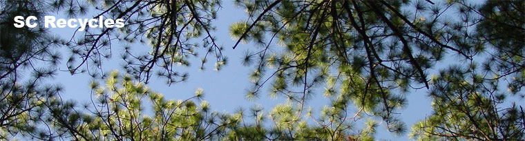 pine tree tops and sky